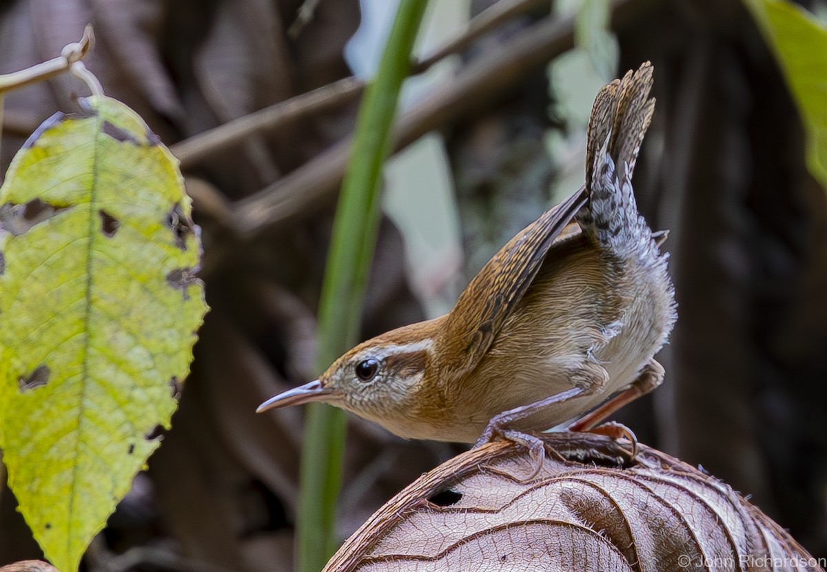 Mountain Wren - ML611902686