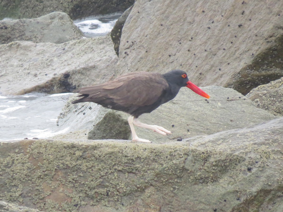 Blackish Oystercatcher - Ben Sampson