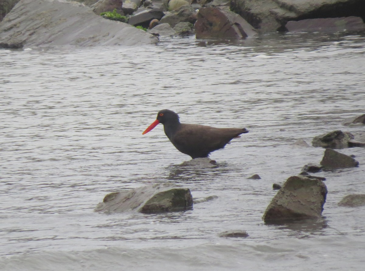 Blackish Oystercatcher - ML611902742