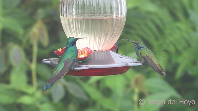 Colibrí Rutilante - ML611902762