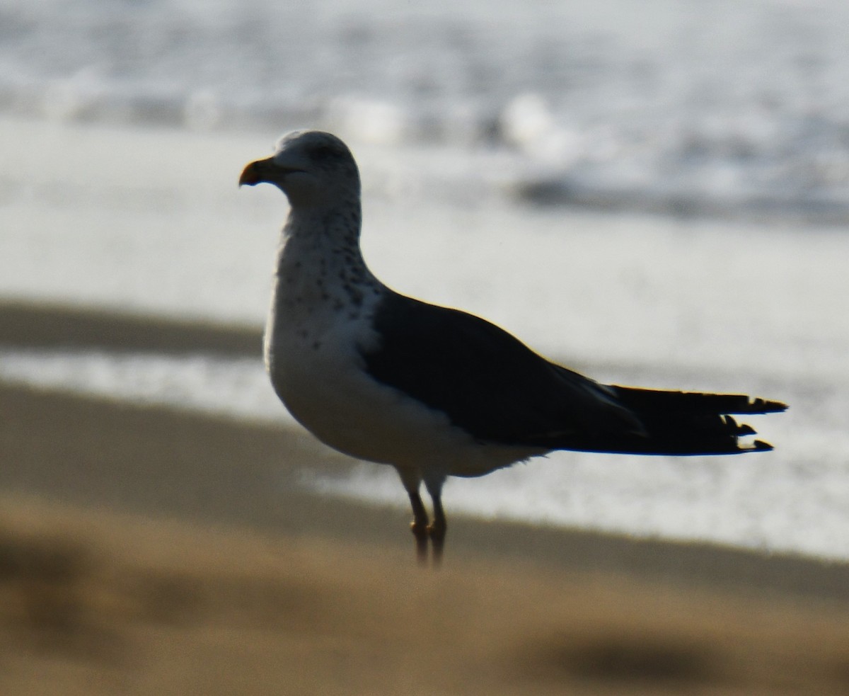 Pallas's Gull - ML611902763