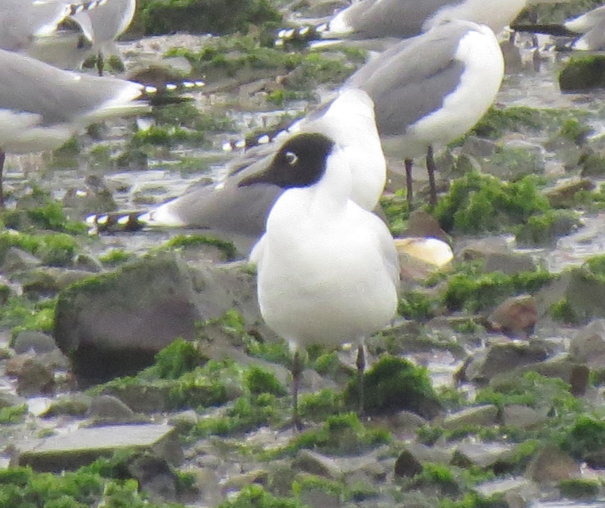 Mouette des Andes - ML611902801