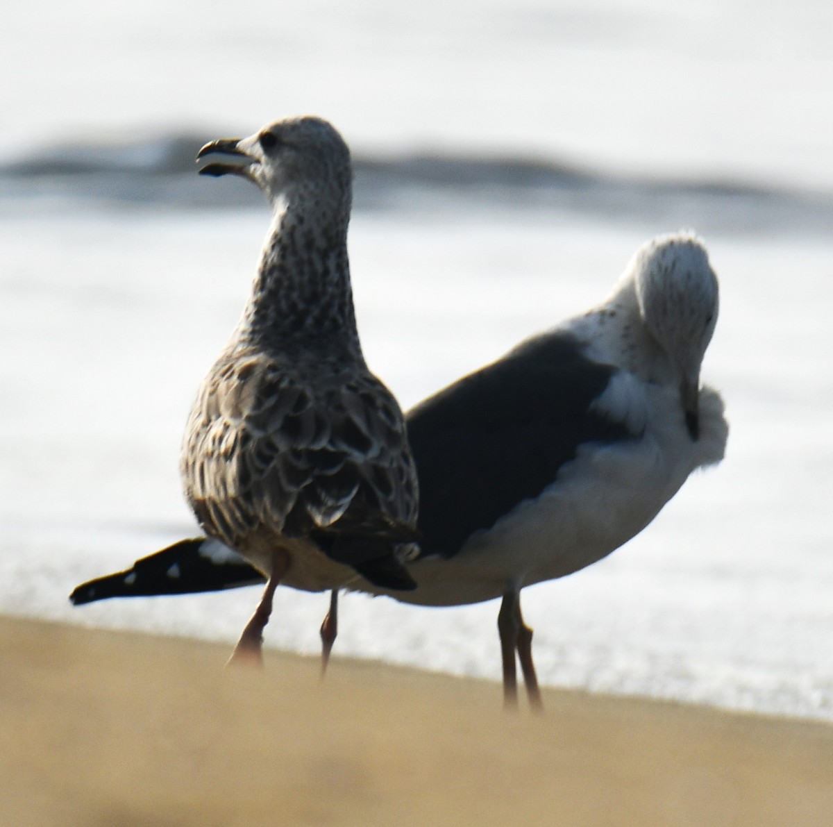 Pallas's Gull - ML611902811