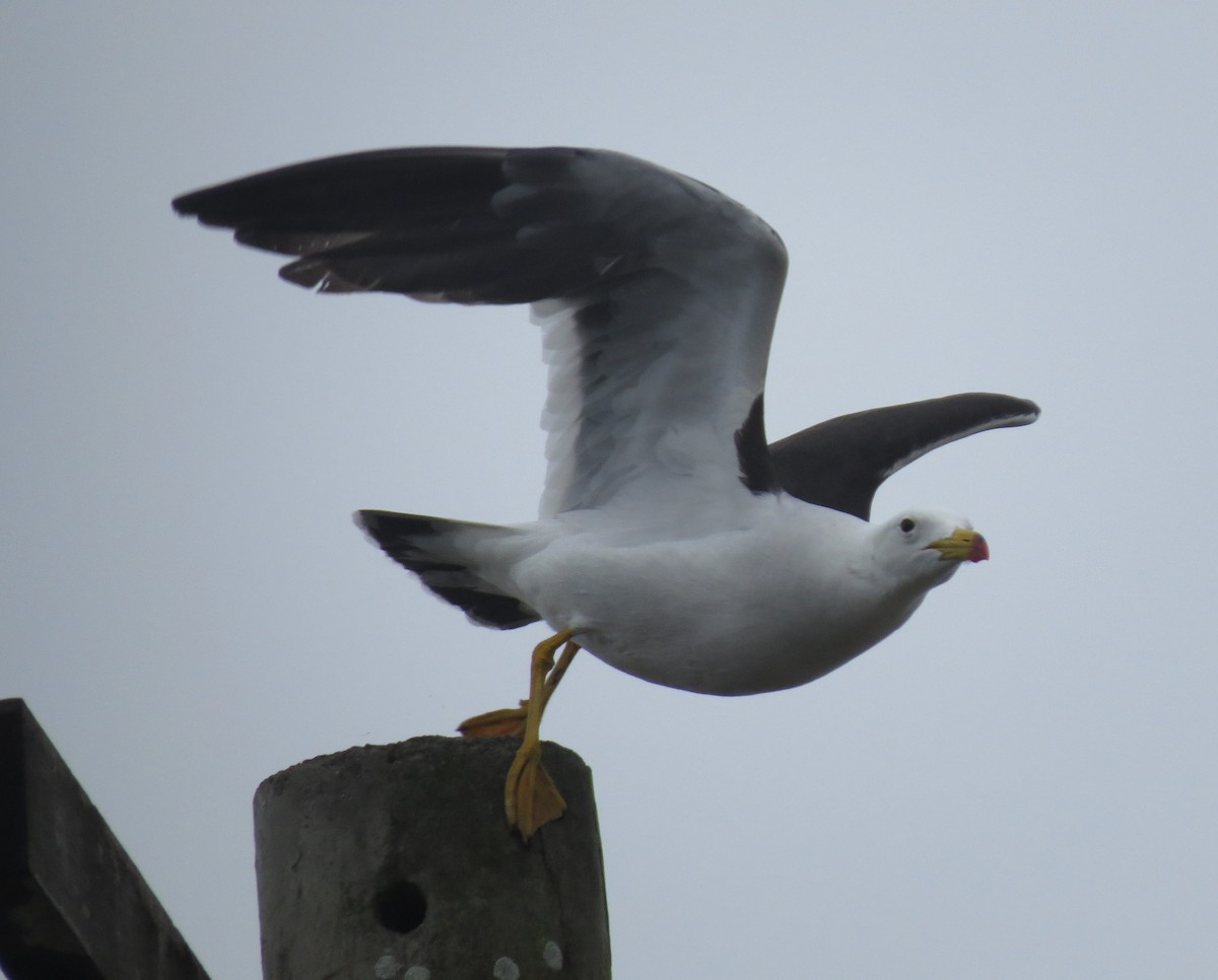 Belcher's Gull - ML611902827