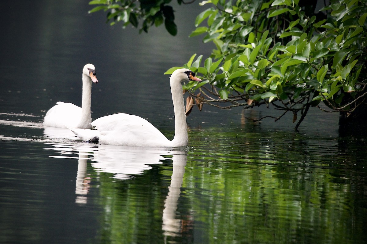 Mute Swan - ML611902847