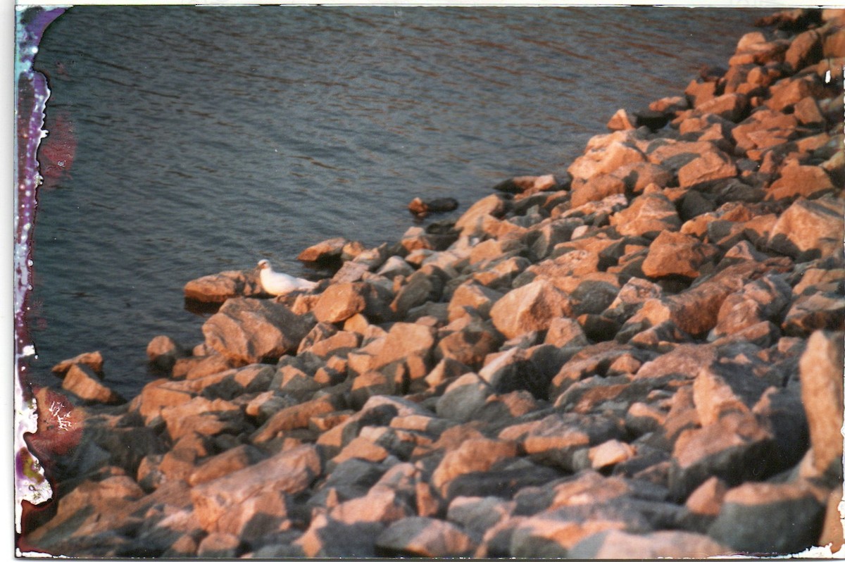 Gaviota Marfileña - ML611902849