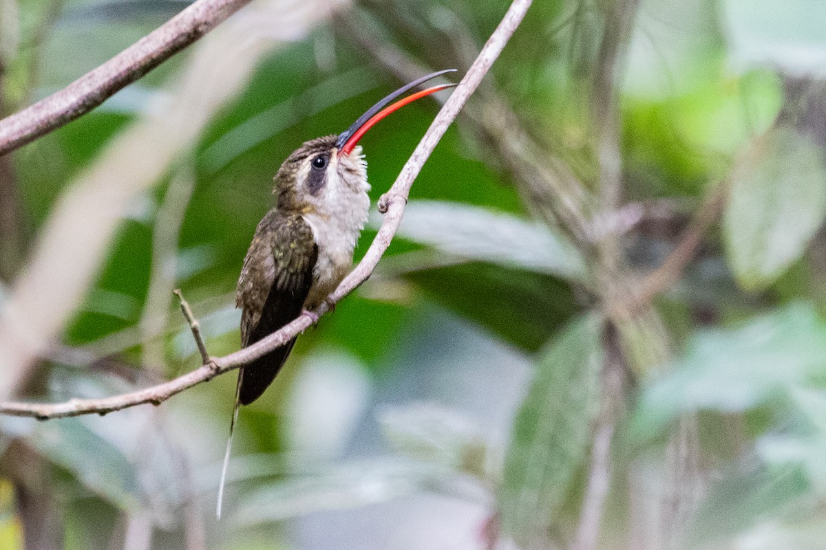 Great-billed Hermit (Margaretta's) - ML611902864