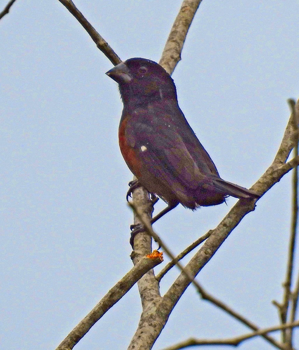 Chestnut-bellied Seed-Finch - ML611902877