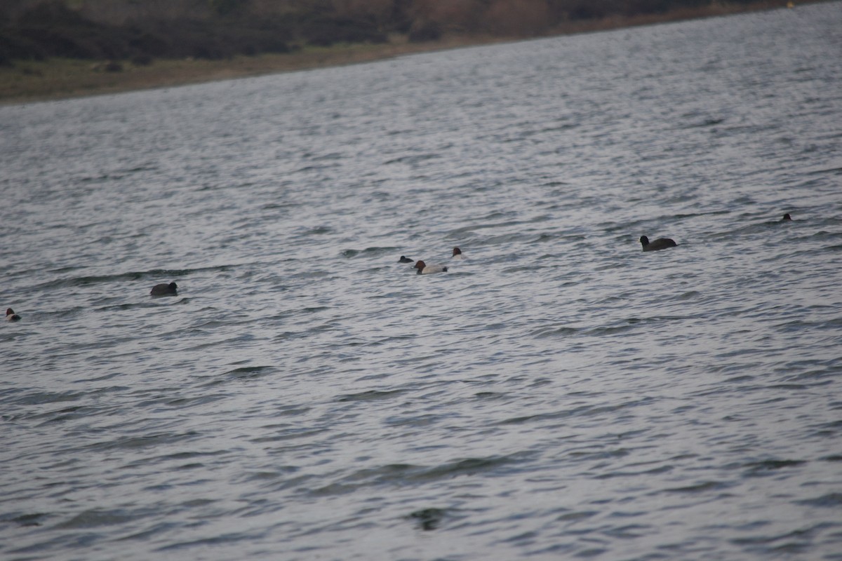 Common Pochard - ML611902897