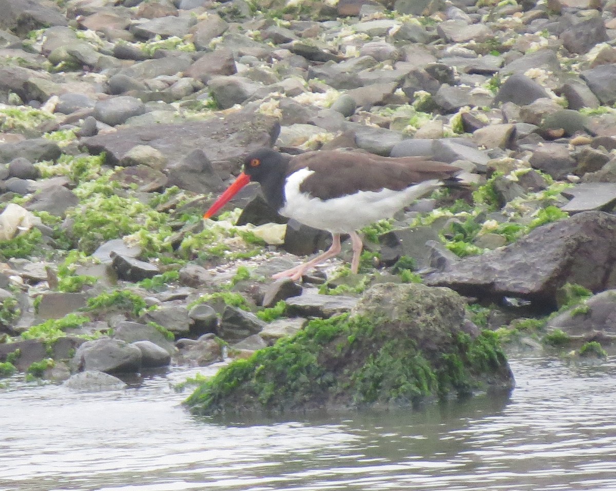 American Oystercatcher - ML611902929