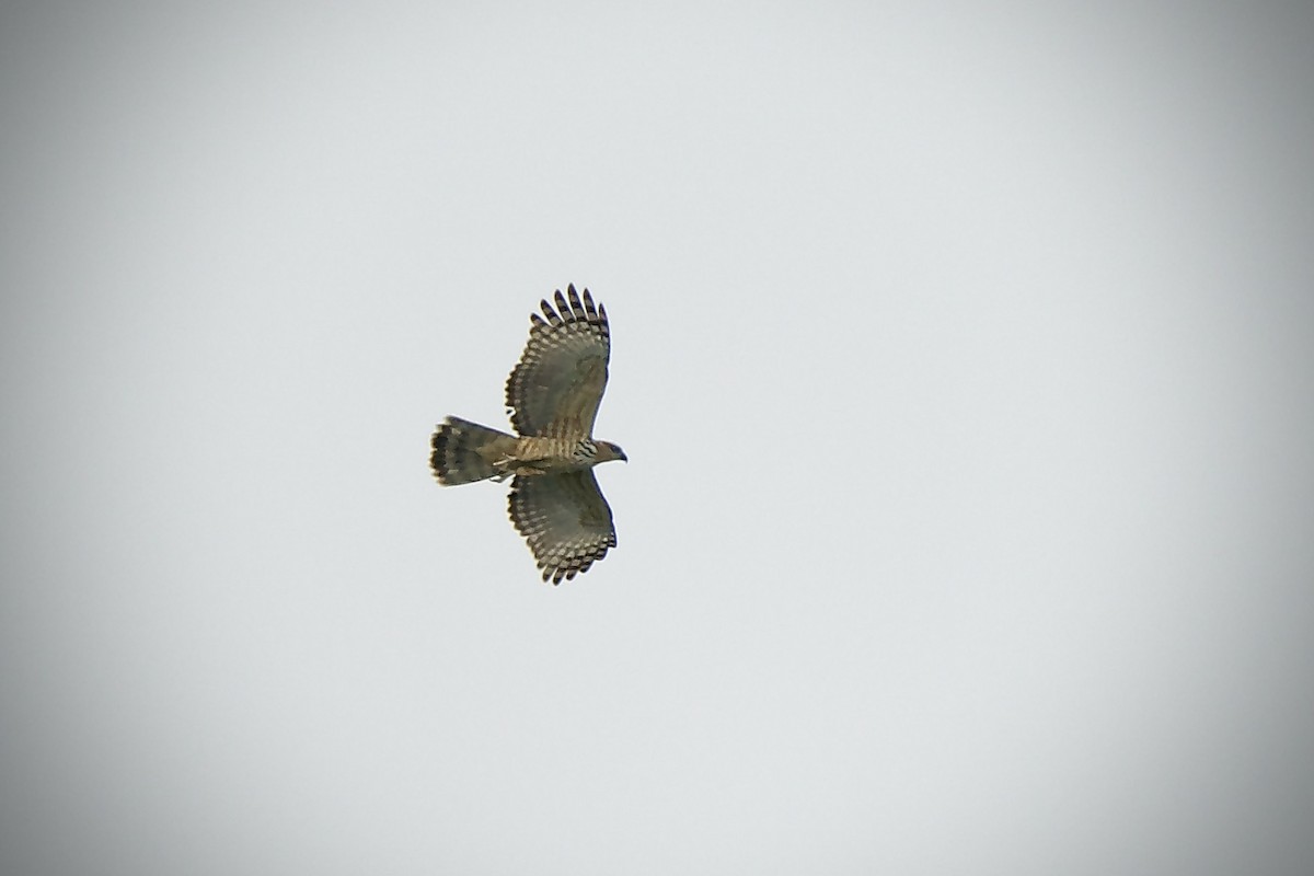 Jerdon's Baza - ML611903026