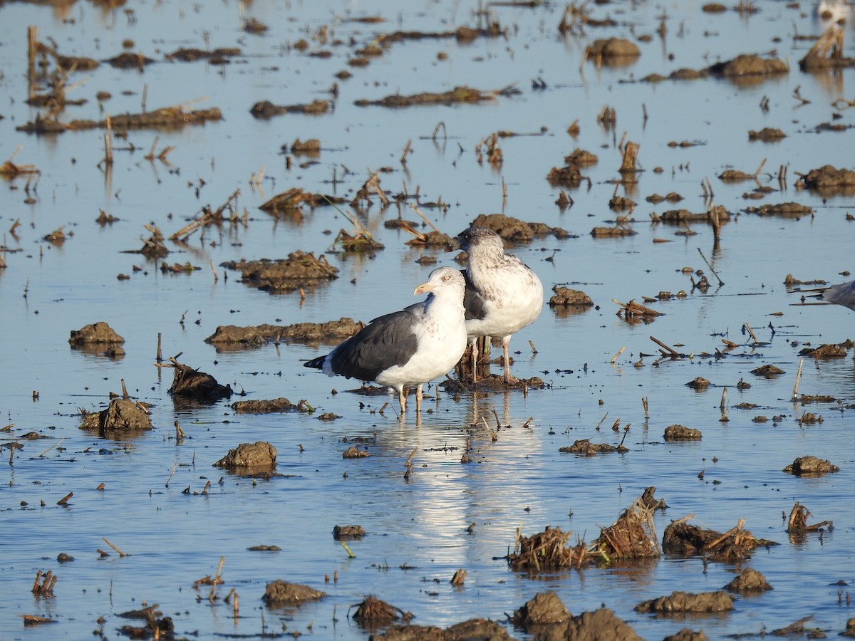 Lesser Black-backed Gull - ML611903029