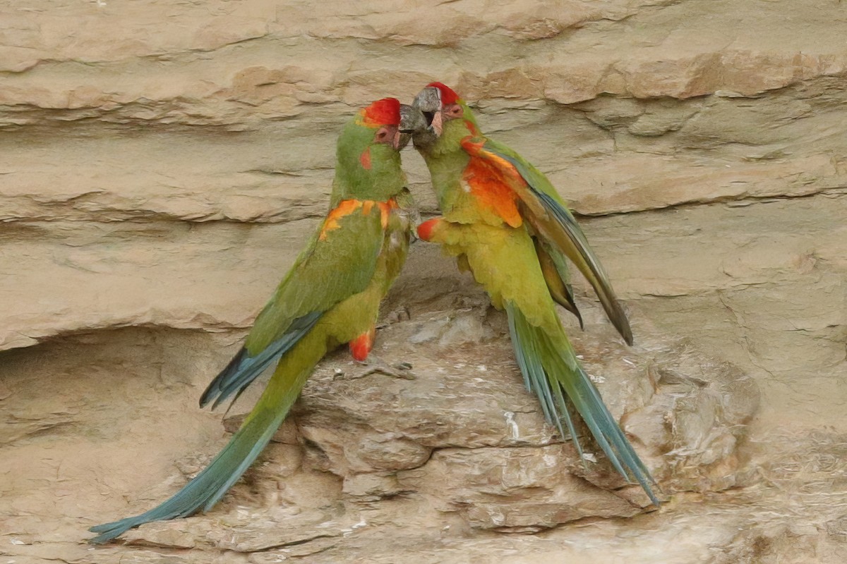 Red-fronted Macaw - ML611903059
