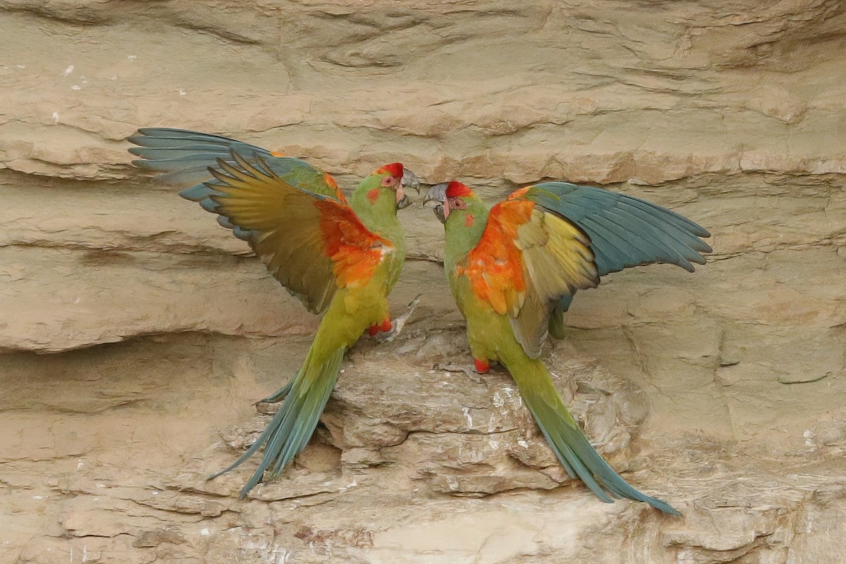 Red-fronted Macaw - ML611903062