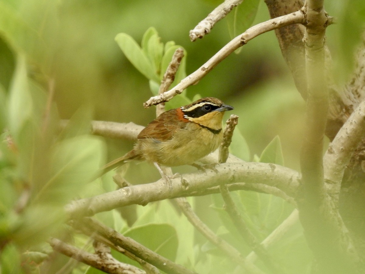 Rotnacken-Bandvogel (torquata/rufescens) - ML611903065