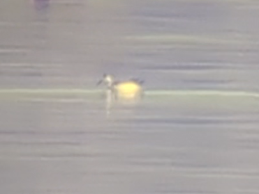 phalarope sp. - Jesse Pline