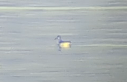 phalarope sp. - ML611903081