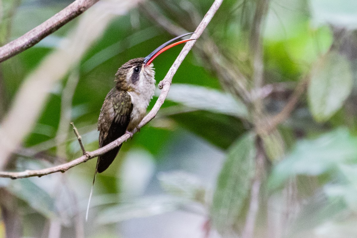 kolibřík dlouhozobý (ssp. margarettae) - ML611903088