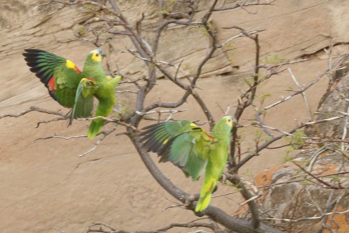 Turquoise-fronted Parrot - ML611903090