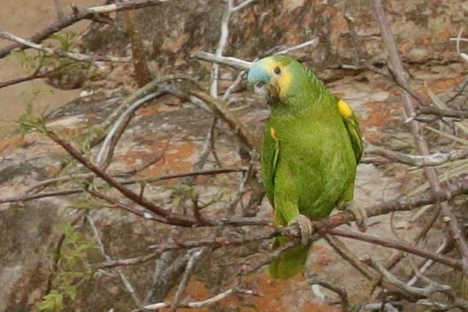 Turquoise-fronted Parrot - ML611903092