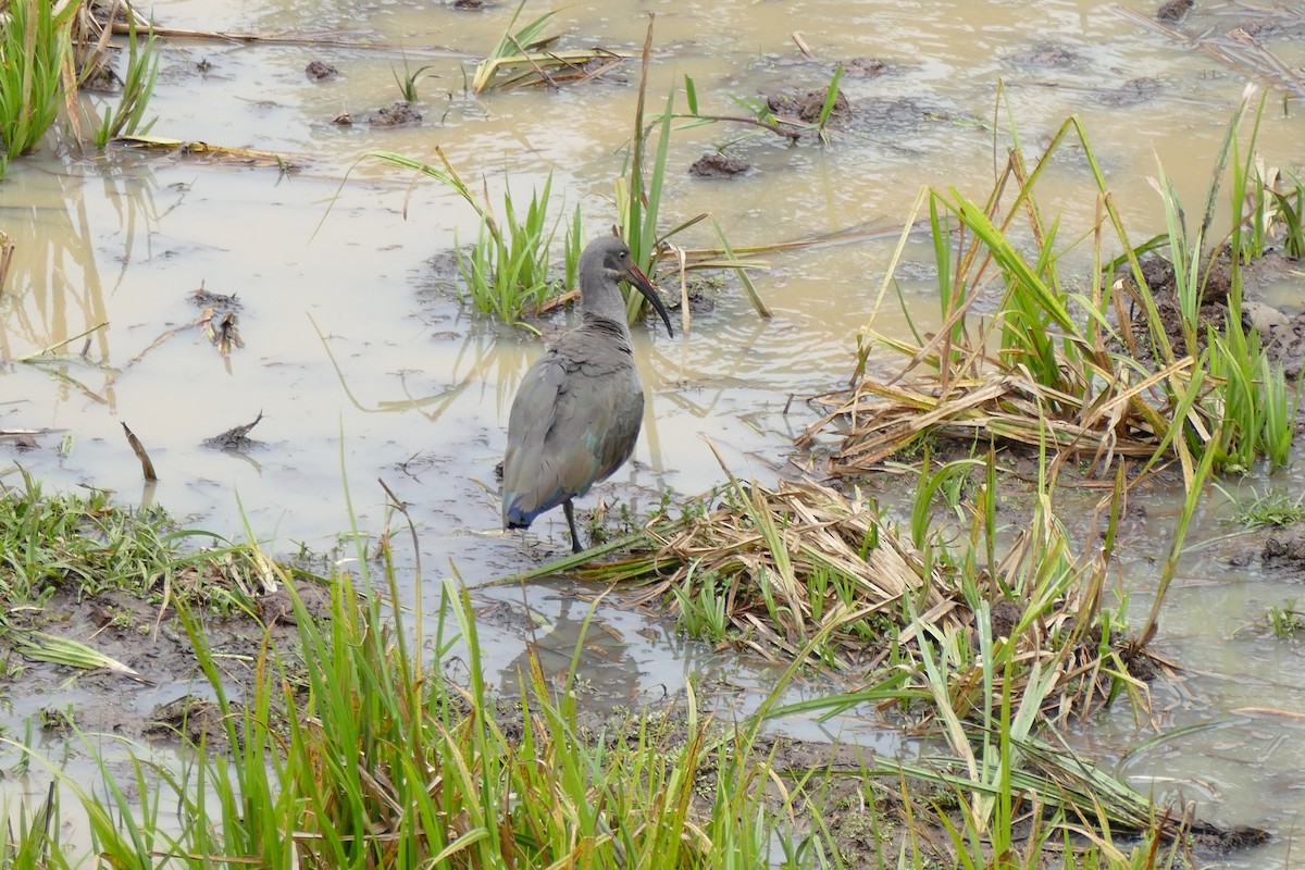 Hadada Ibis - ML611903093