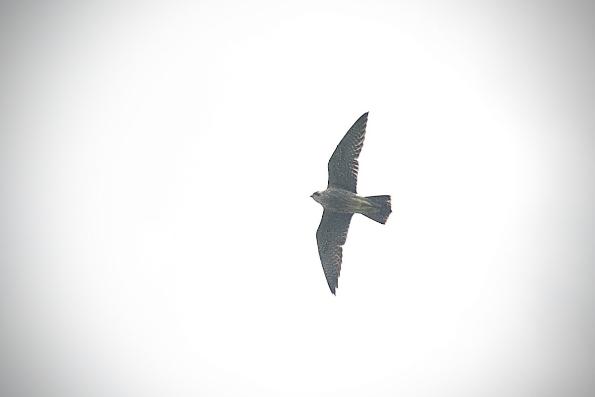 Peregrine Falcon - ML611903130