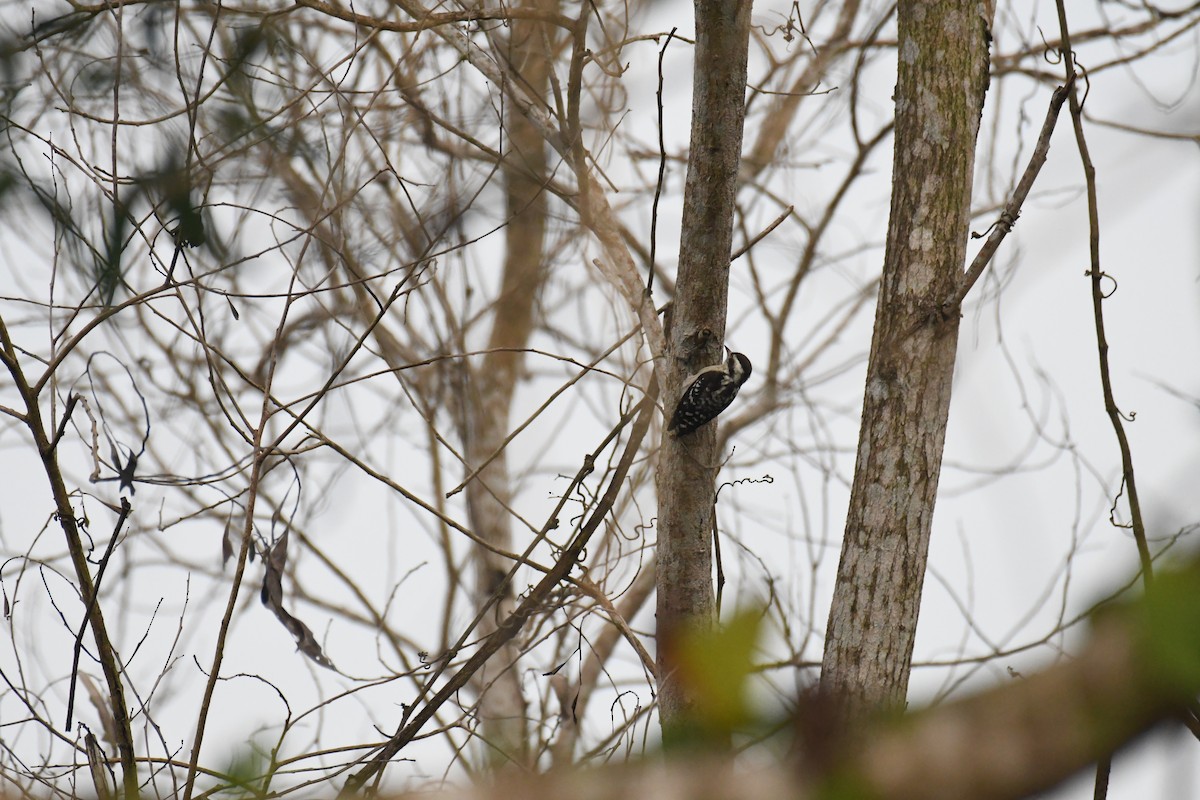 Brown-capped Pygmy Woodpecker - ML611903194
