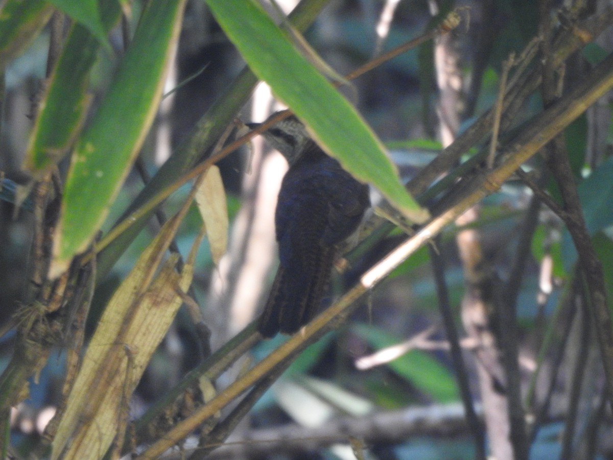 Banded Bay Cuckoo - ML611903226