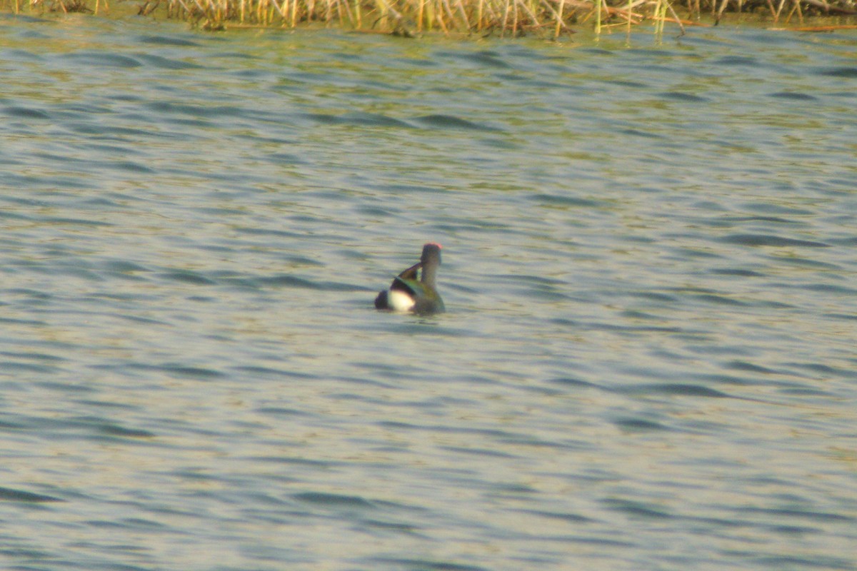 tanımsız sazhorozu (Porphyrio sp.) - ML611903264