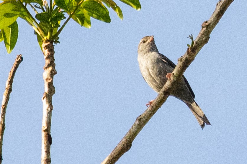 Pink-legged Graveteiro - ML611903266