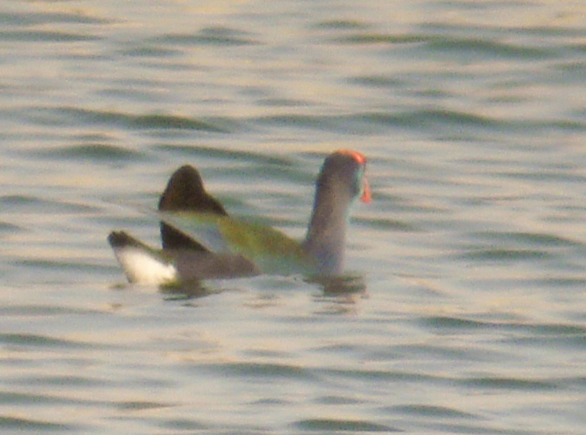 swamphen sp. - ML611903296