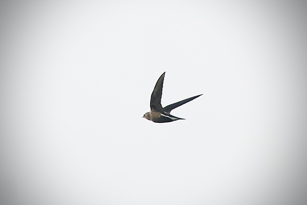Brown-backed Needletail - ML611903331