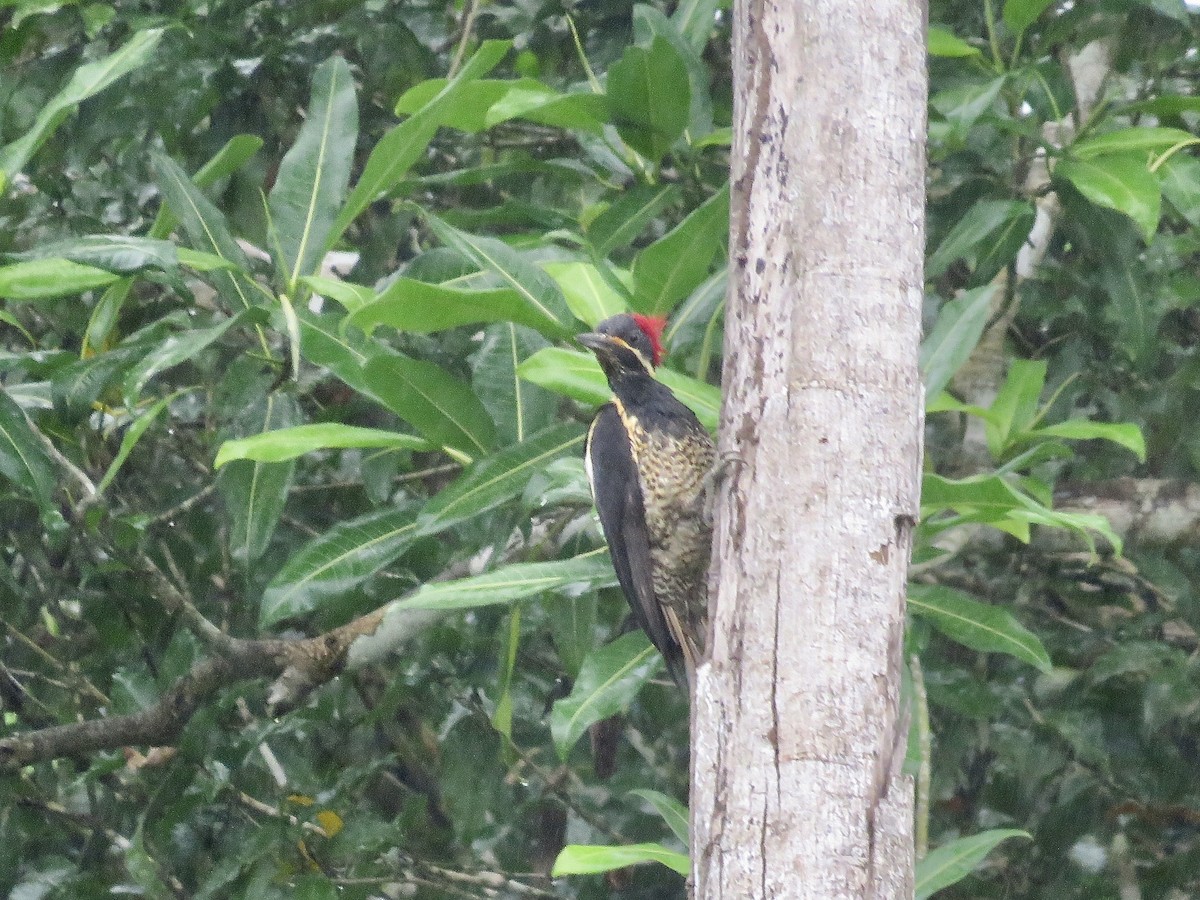 Lineated Woodpecker - Simon Pearce