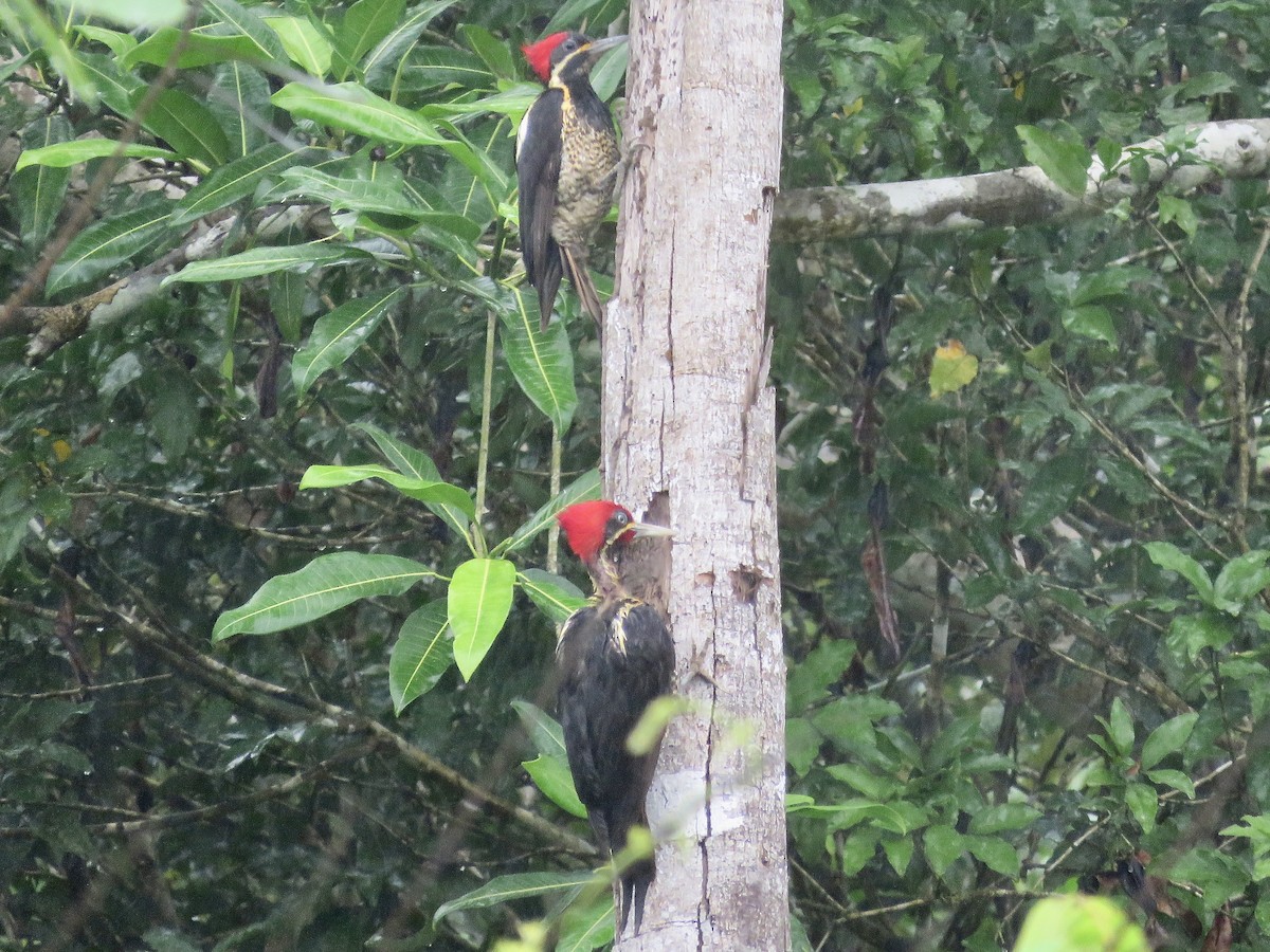 Lineated Woodpecker - Simon Pearce