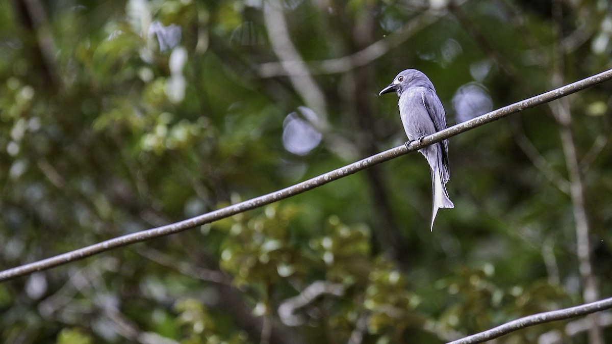 Ashy Drongo - ML611903440