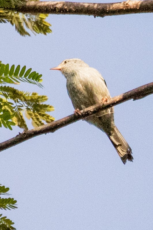 Pink-legged Graveteiro - Sue Wright