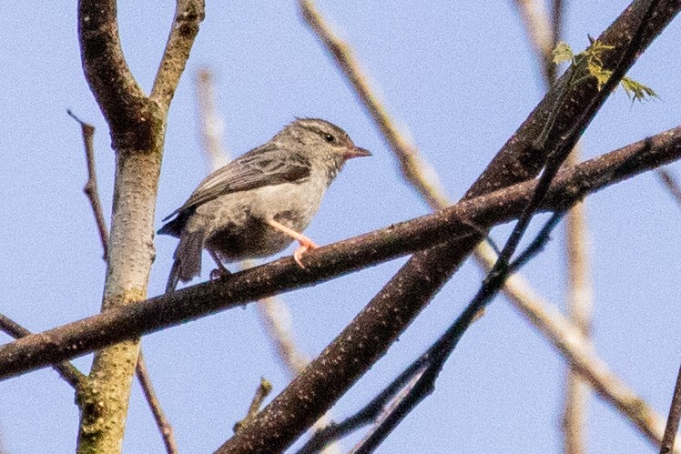 Pink-legged Graveteiro - ML611903477