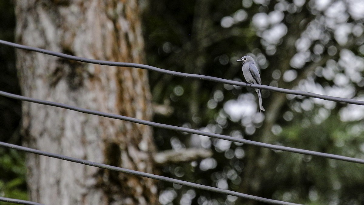 Ashy Drongo - ML611903515