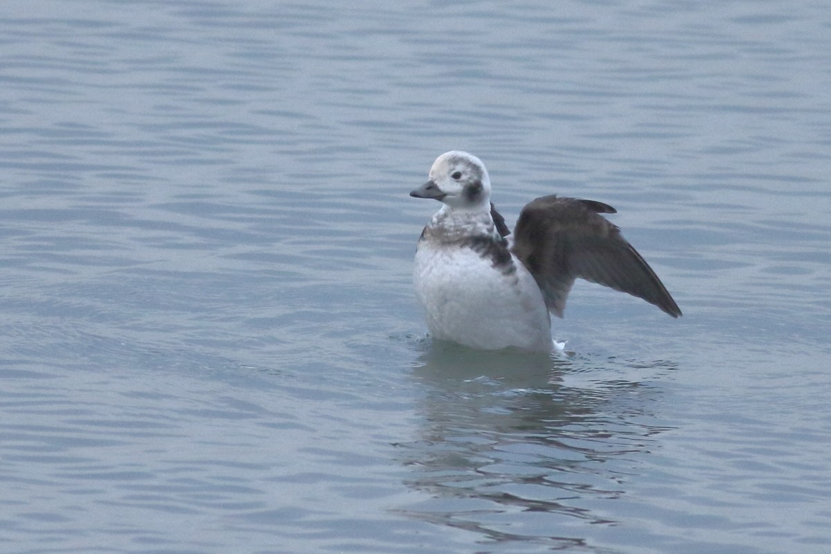 Long-tailed Duck - ML611903517