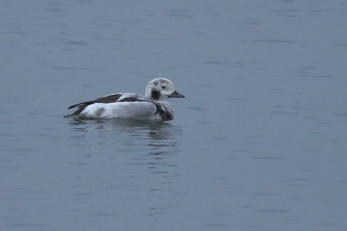 Long-tailed Duck - ML611903518