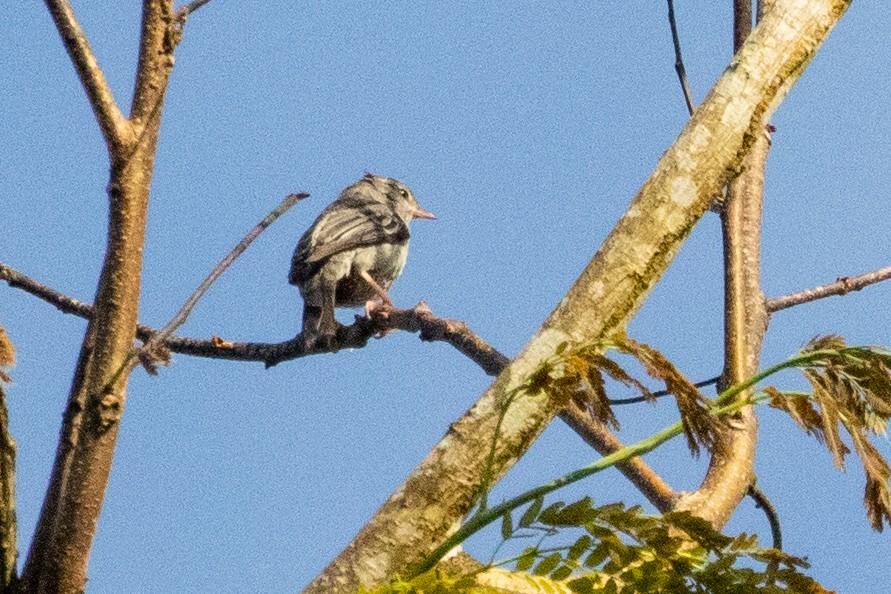 Pink-legged Graveteiro - Sue Wright