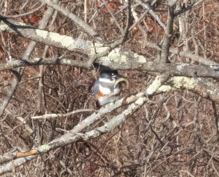 Belted Kingfisher - ML611903571