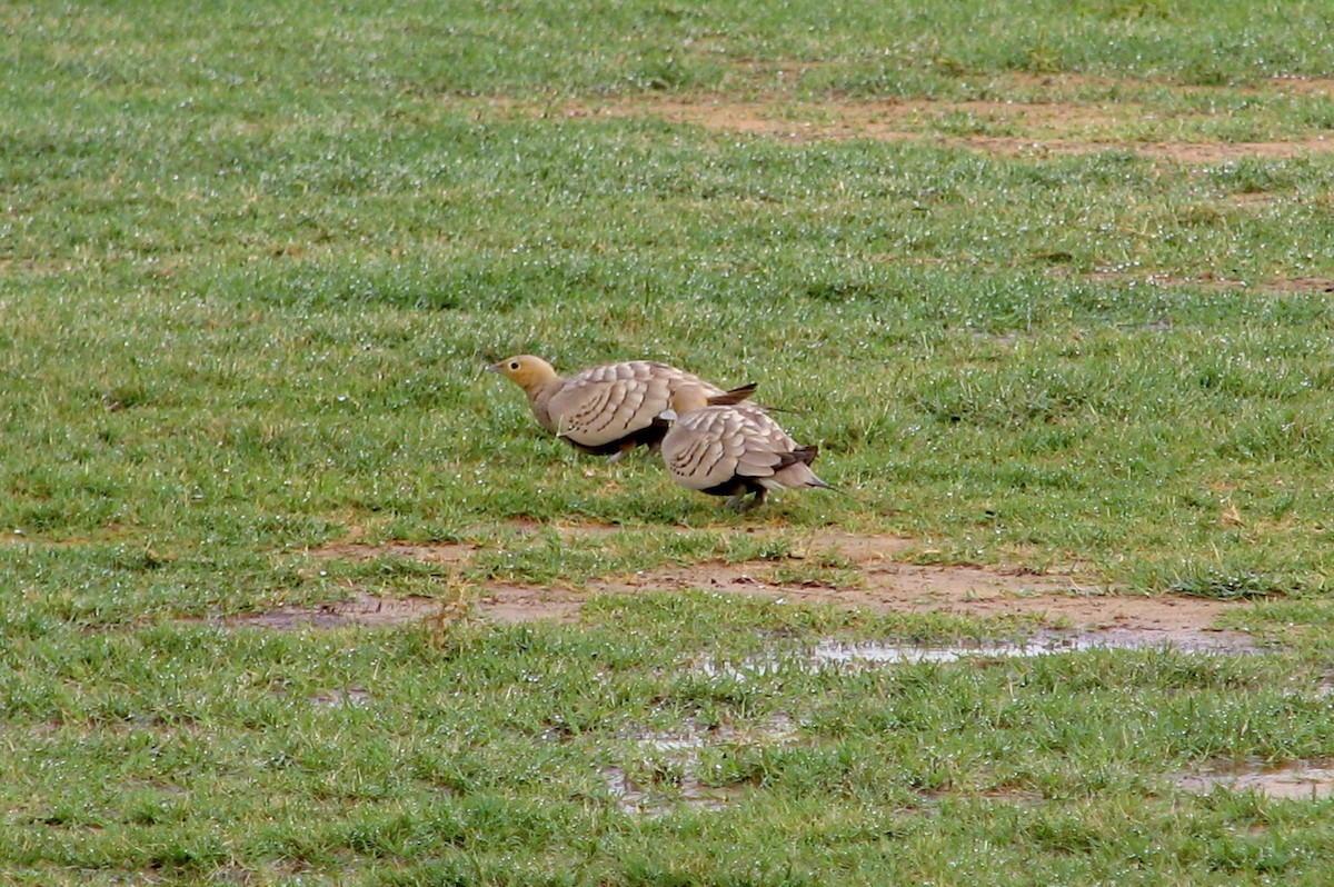 Chestnut-bellied Sandgrouse (Arabian) - ML611903672