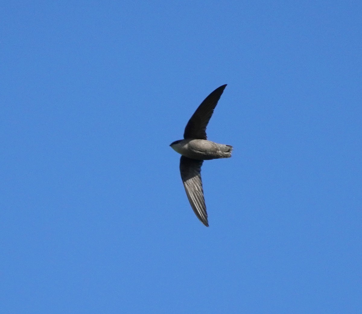 Chimney Swift - Sarah Foote