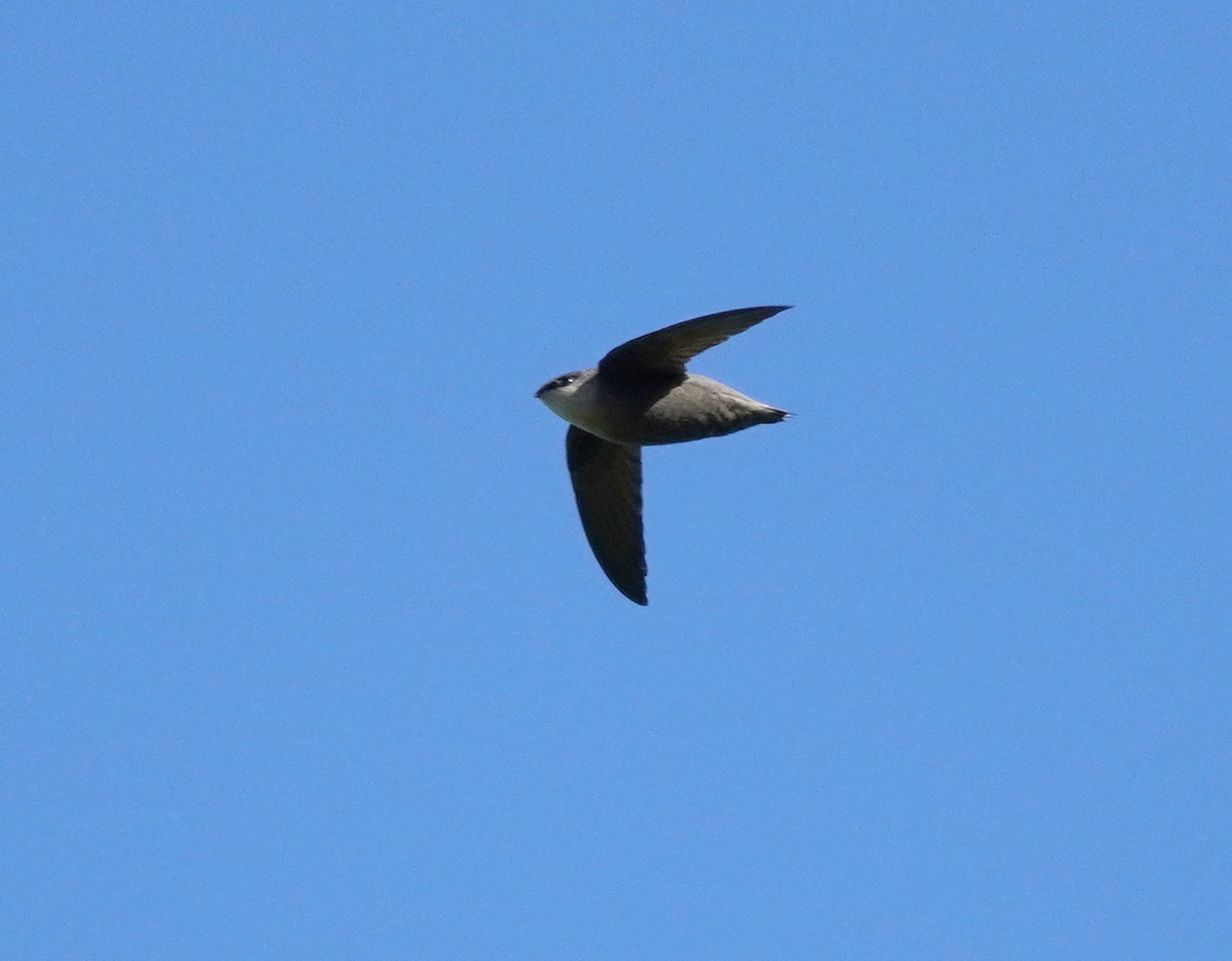 Chimney Swift - ML611903727