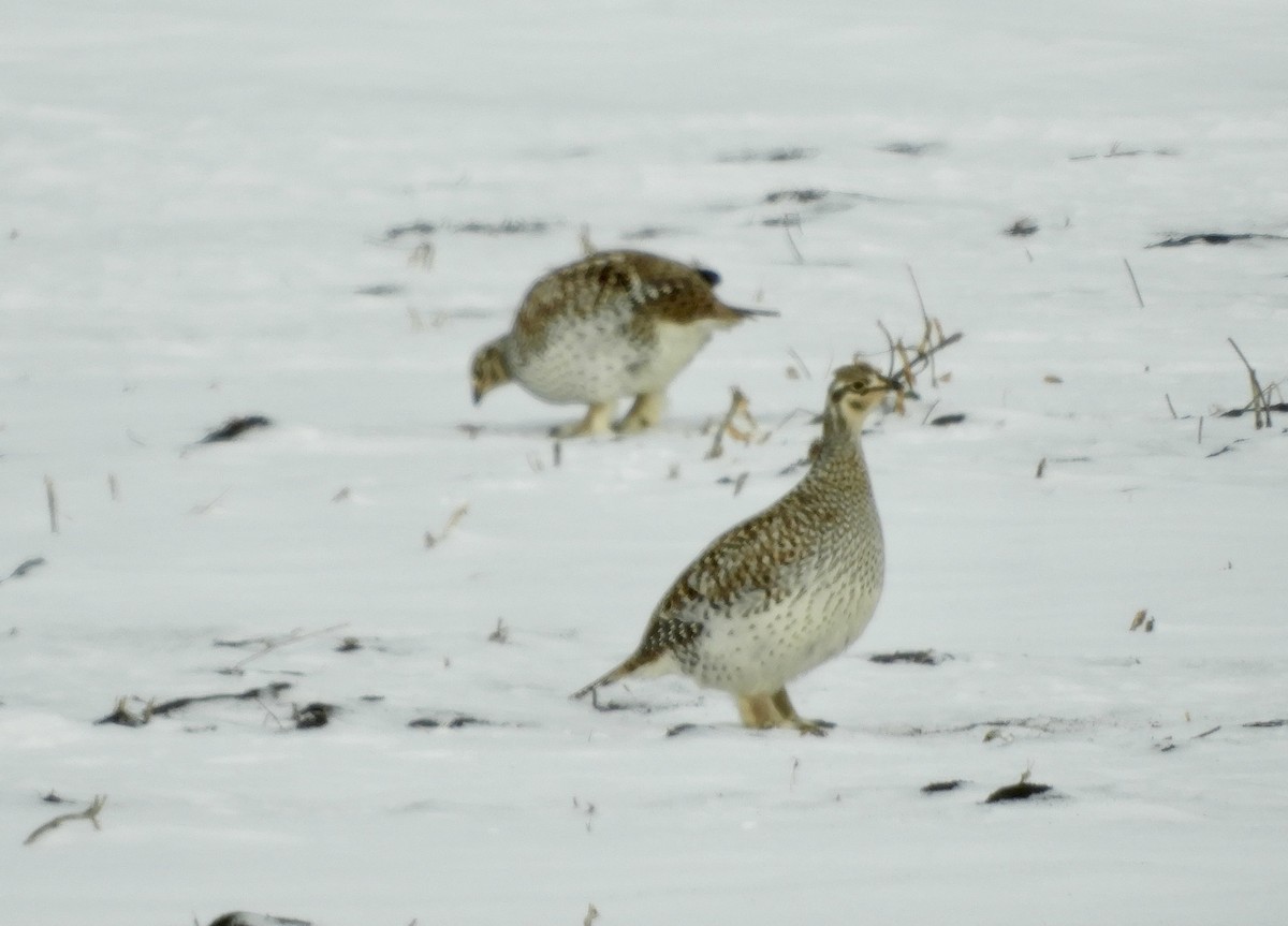 Sharp-tailed Grouse - Betsy Thorsteinson