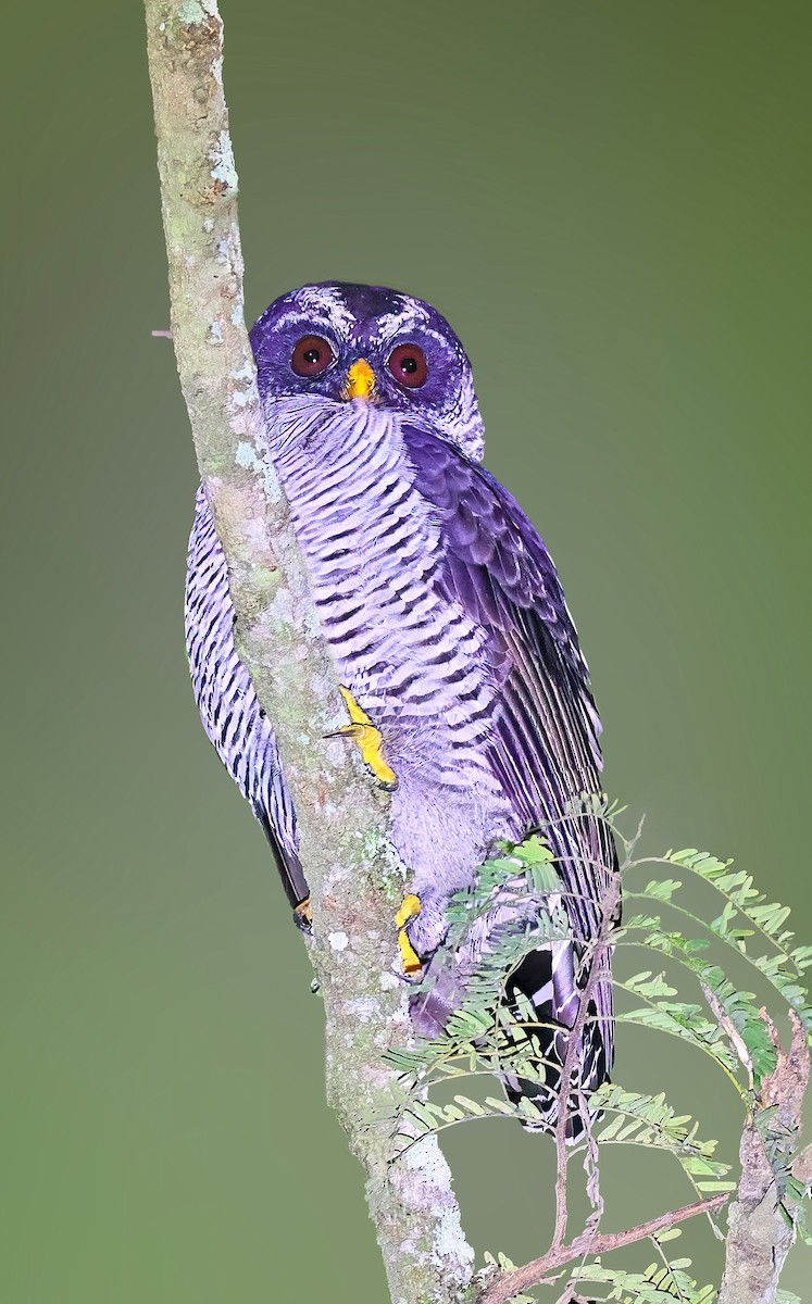 シロクロヒナフクロウ - ML611903804