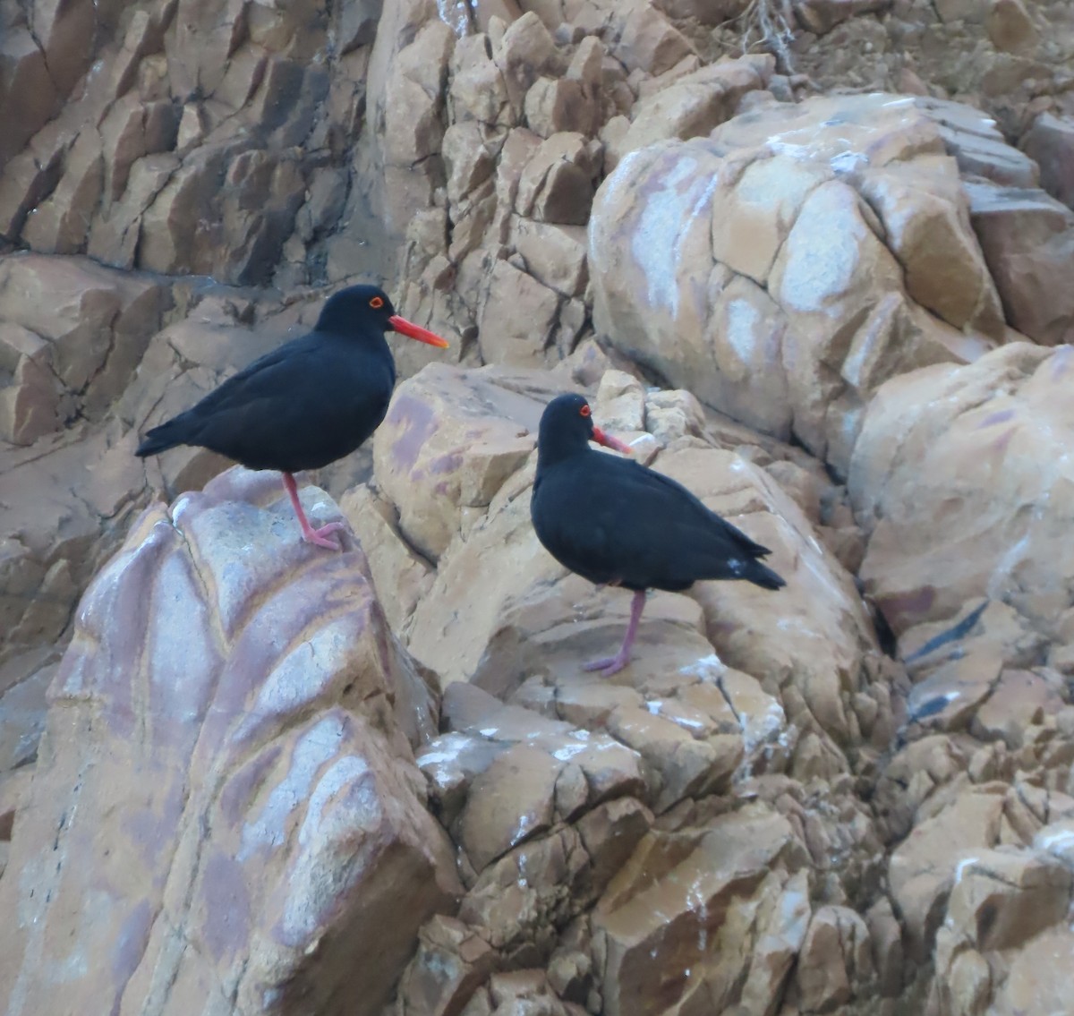 African Oystercatcher - ML611903806