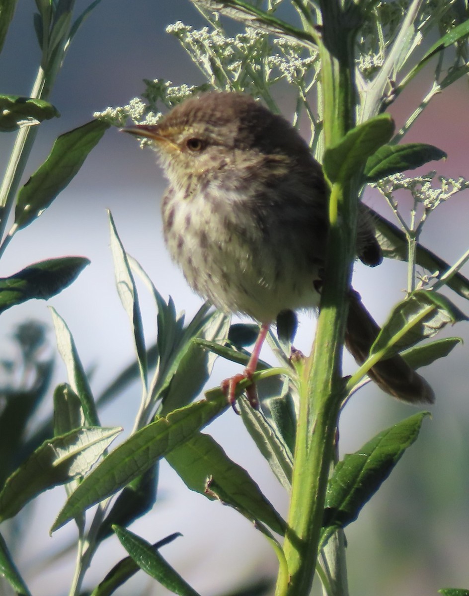 Karoo Prinia - ML611903830