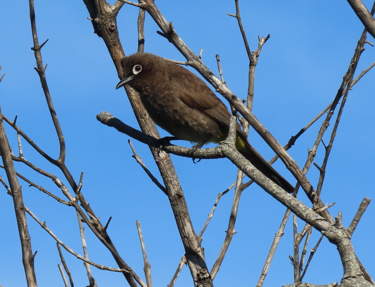 Cape Bulbul - ML611903837